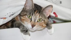 Warum Katzen so neugierig sind: Zoologen nennen 7 Gründe