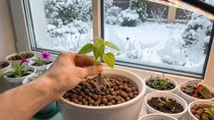 Wie man ohne großen Aufwand kräftige Blumensämlinge erhält: eine bewährte Methode für den Winter