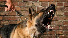 Hunde als Detektive: Wie Hunde schlechte Menschen in Sekundenschnelle erkennen