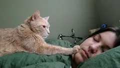 Lebendiger Wecker mit Krallen: Warum Katzen ihre Besitzer morgens ständig wecken