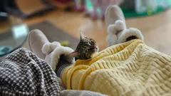 Wie Sie erkennen, dass Ihre Katze Sie liebt: Experte nennt Anzeichen, die Ihr Herz zum Schmelzen bringen