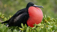 Dieser Vogel kann sogar im Flug schlafen: Ein Biologe erklärt, wie ihm das gelingt